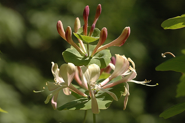  Image name: caprifoglio3.jpg 
 width: 640 pixel 
 height: 425 pixel 
 Size: 197680 bytes 
 Click to enlarge 